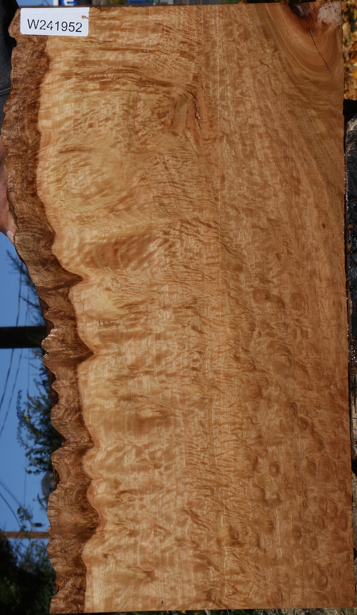 Extra Fancy Pomelle Eucalyptus Live Edge Lumber