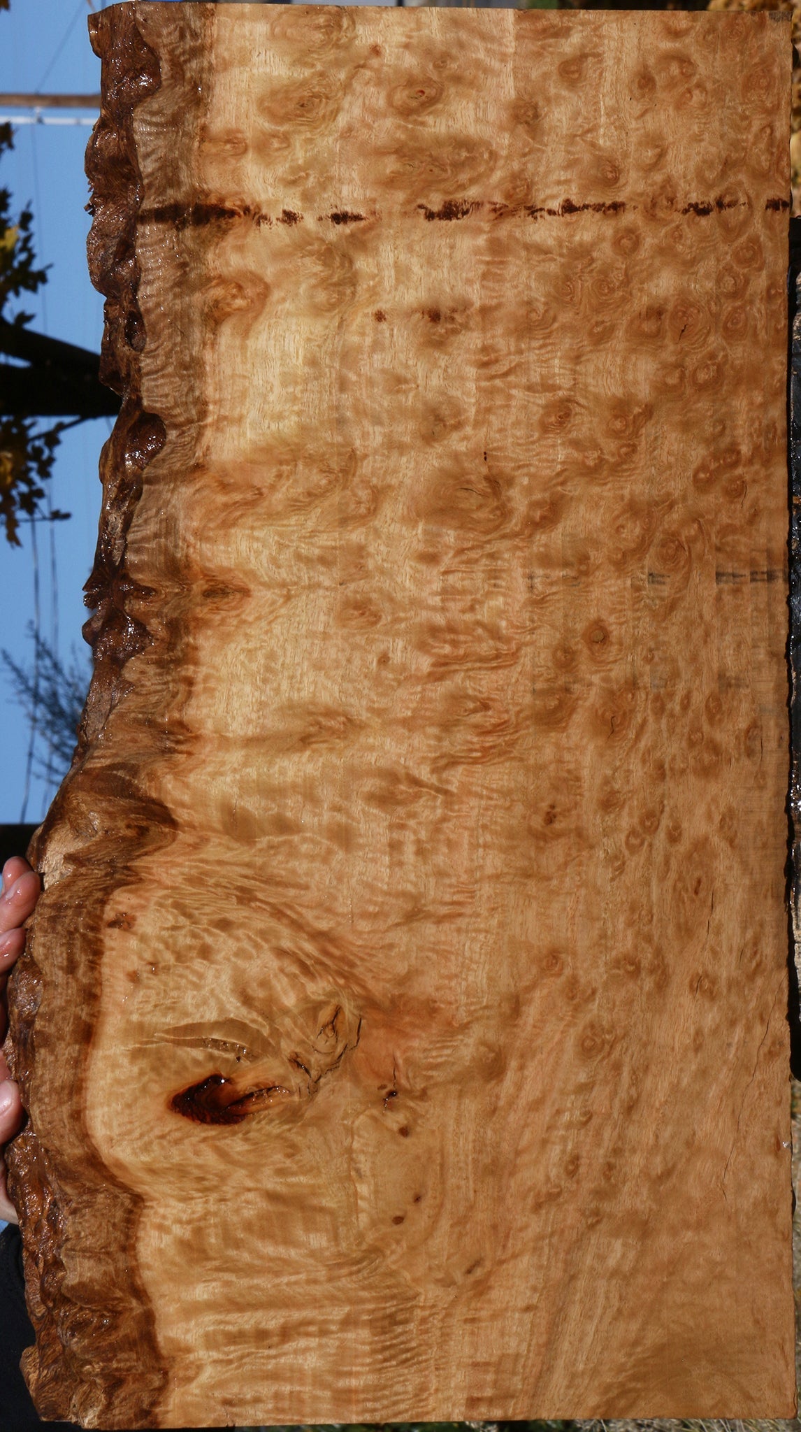 Extra Fancy Pomelle Eucalyptus Live Edge Lumber