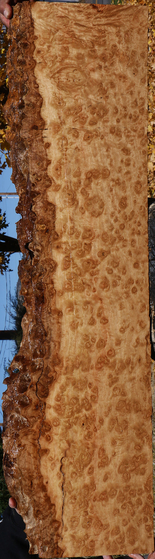 Exhibition Pomelle Eucalyptus Live Edge Lumber