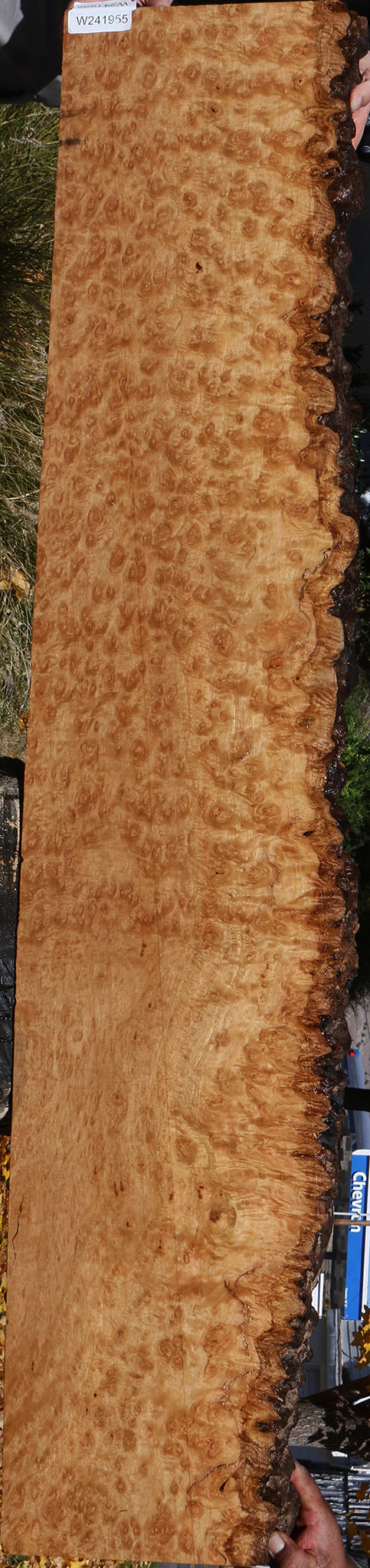 Exhibition Pomelle Eucalyptus Live Edge Lumber