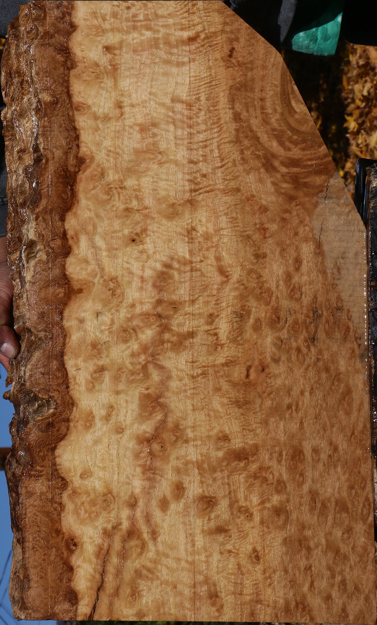 Extra Fancy Pomelle Eucalyptus Live Edge Lumber