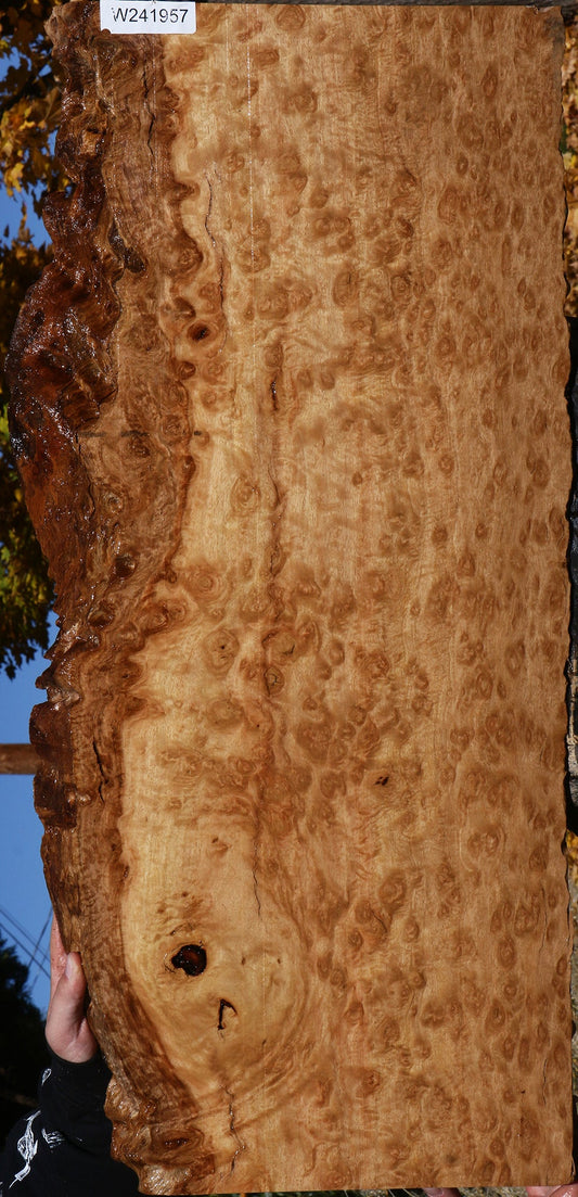 Extra Fancy Pomelle Eucalyptus Live Edge Lumber