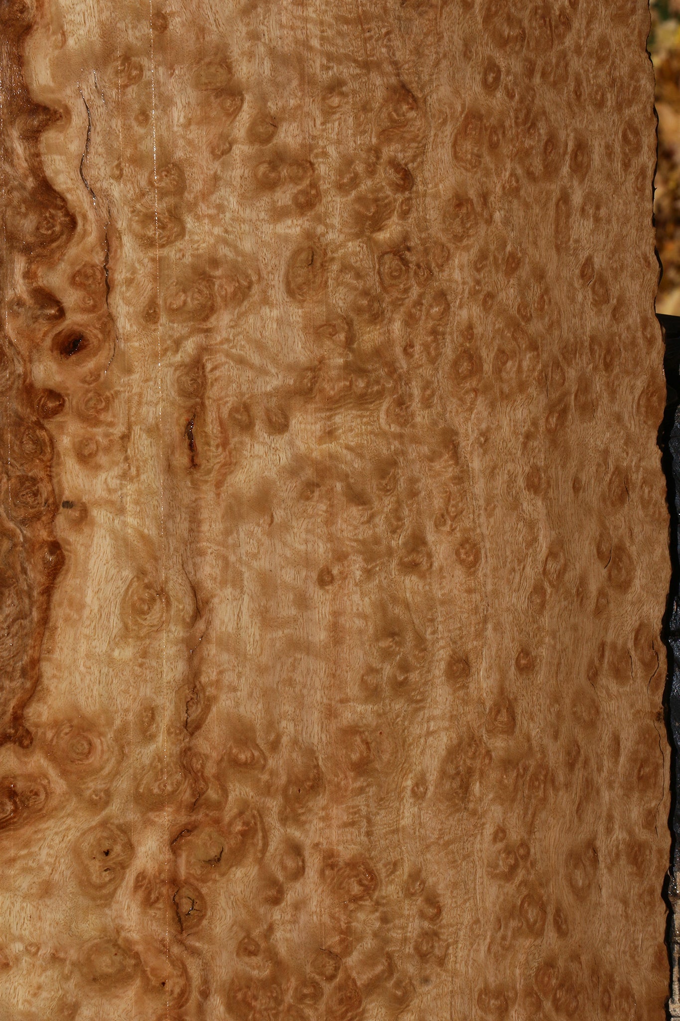 Extra Fancy Pomelle Eucalyptus Live Edge Lumber