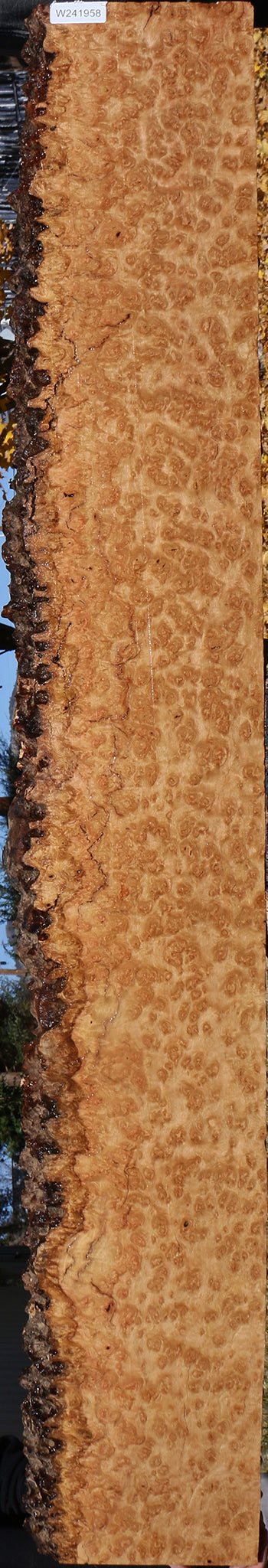 Exhibition Rustic Pomelle Eucalyptus Live Edge Lumber