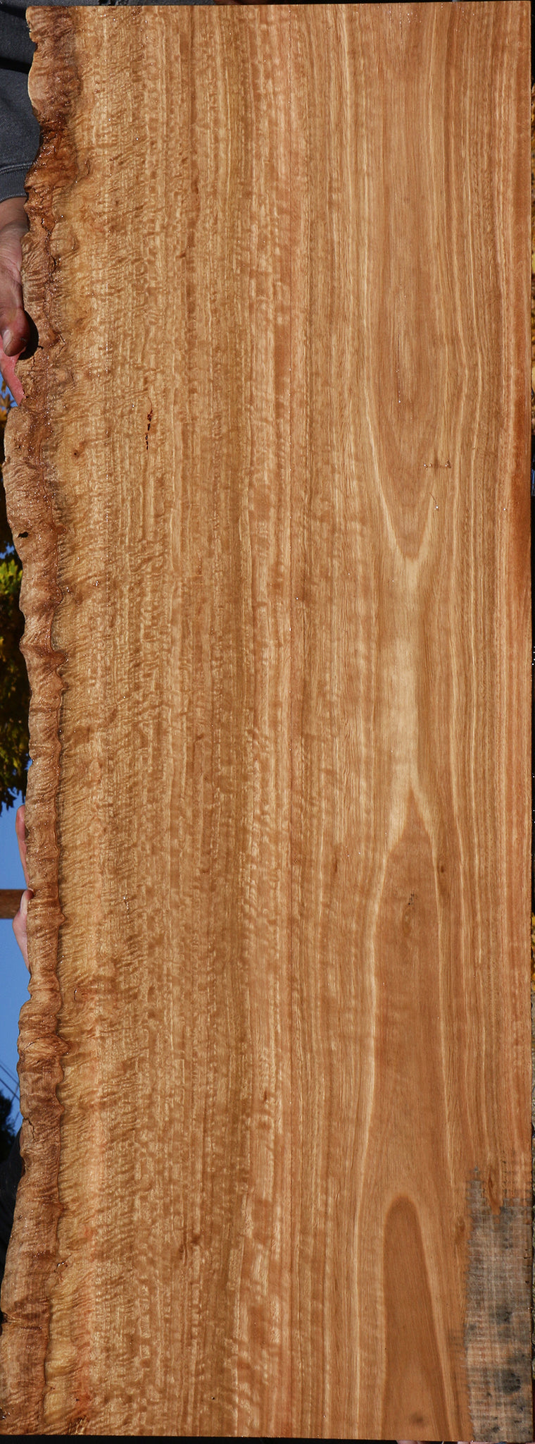 Extra Fancy Pomelle Eucalyptus Live Edge Lumber