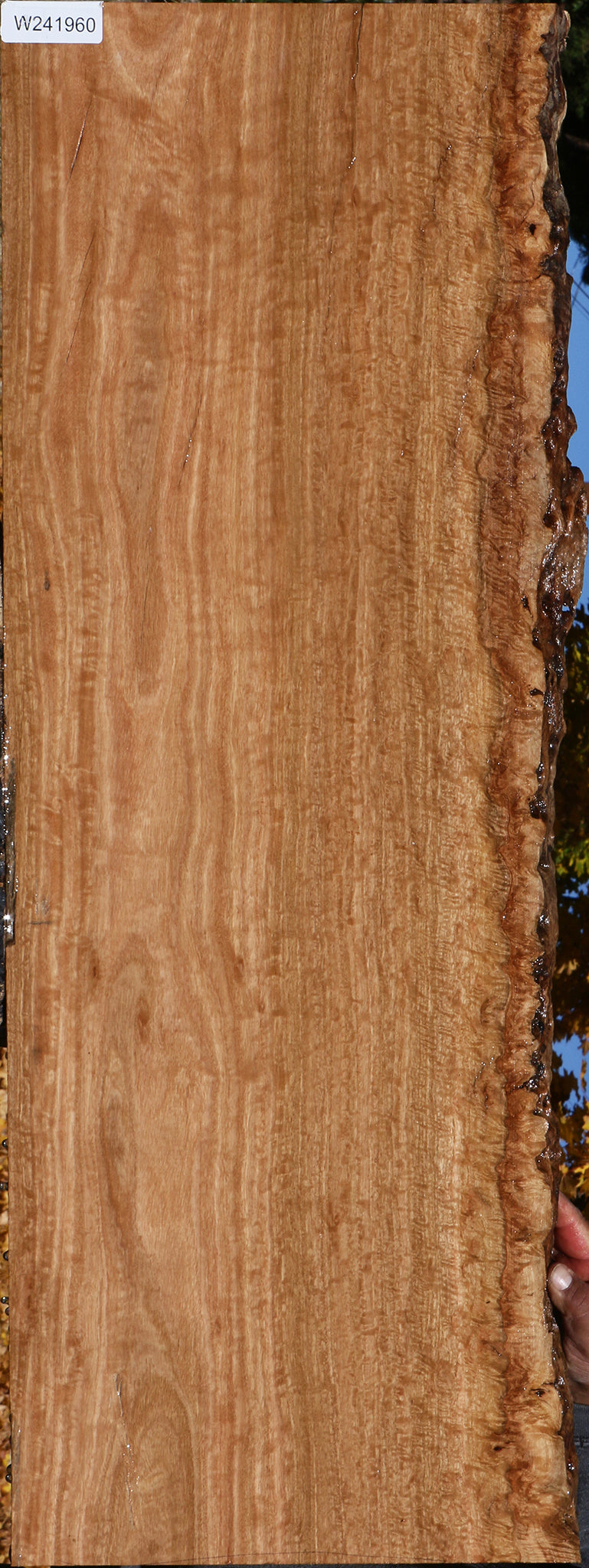 Extra Fancy Pomelle Eucalyptus Live Edge Lumber