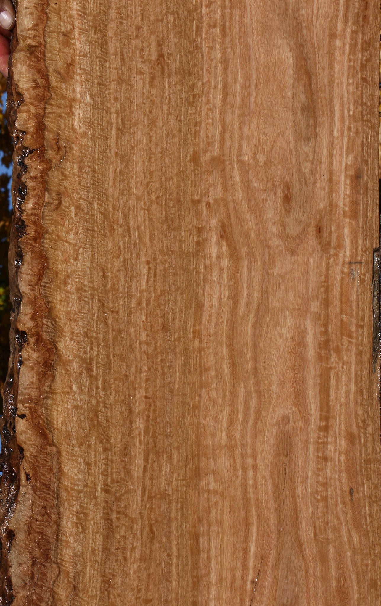 Extra Fancy Pomelle Eucalyptus Live Edge Lumber