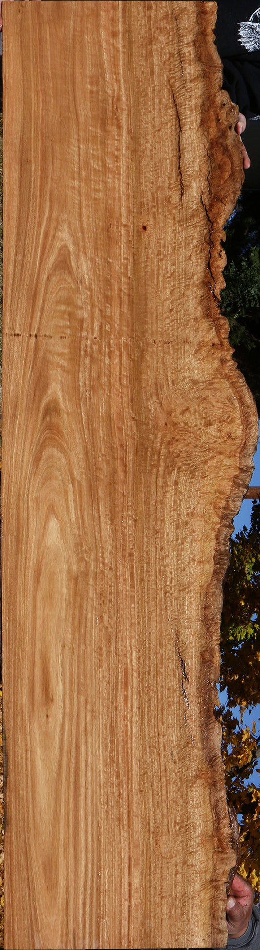 Extra Fancy Pomelle Eucalyptus Live Edge Lumber