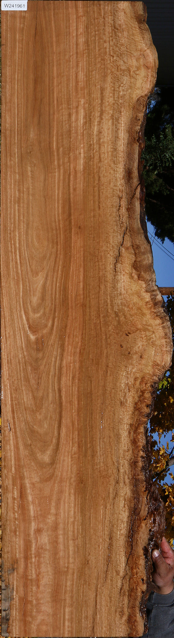 Extra Fancy Pomelle Eucalyptus Live Edge Lumber