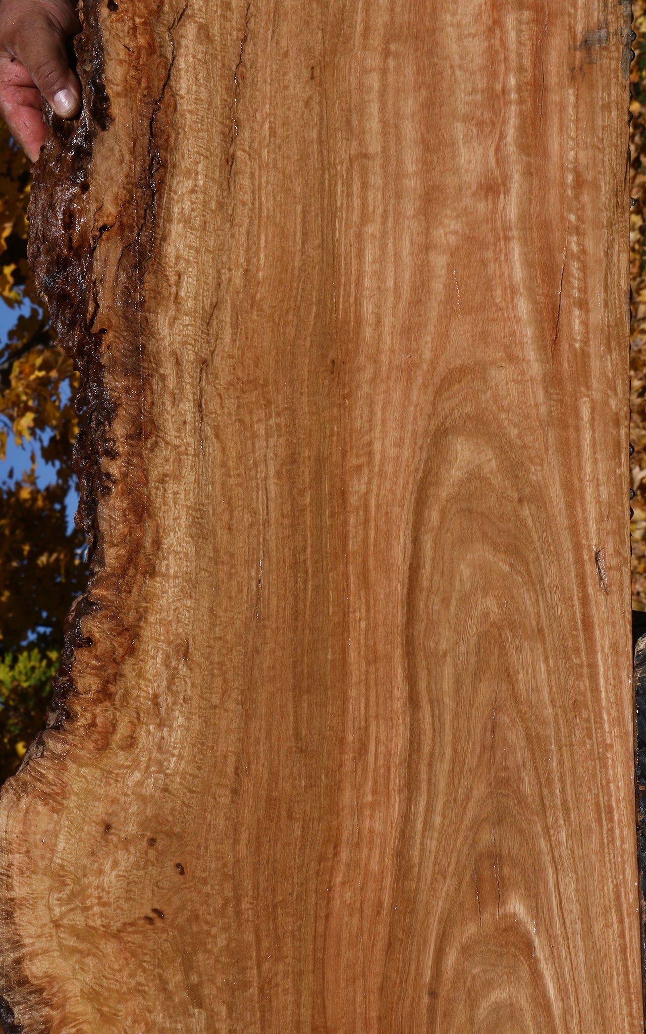 Extra Fancy Pomelle Eucalyptus Live Edge Lumber
