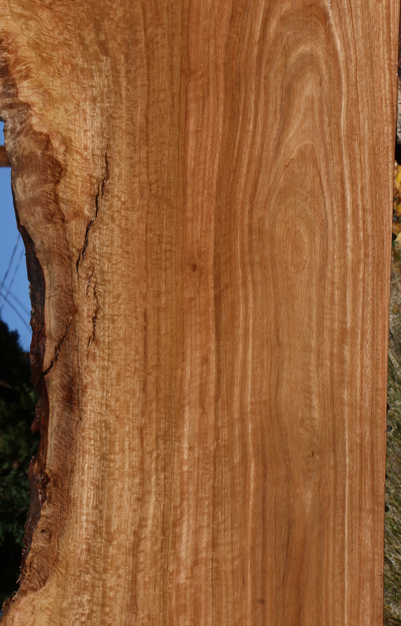 Extra Fancy Pomelle Eucalyptus Live Edge Lumber