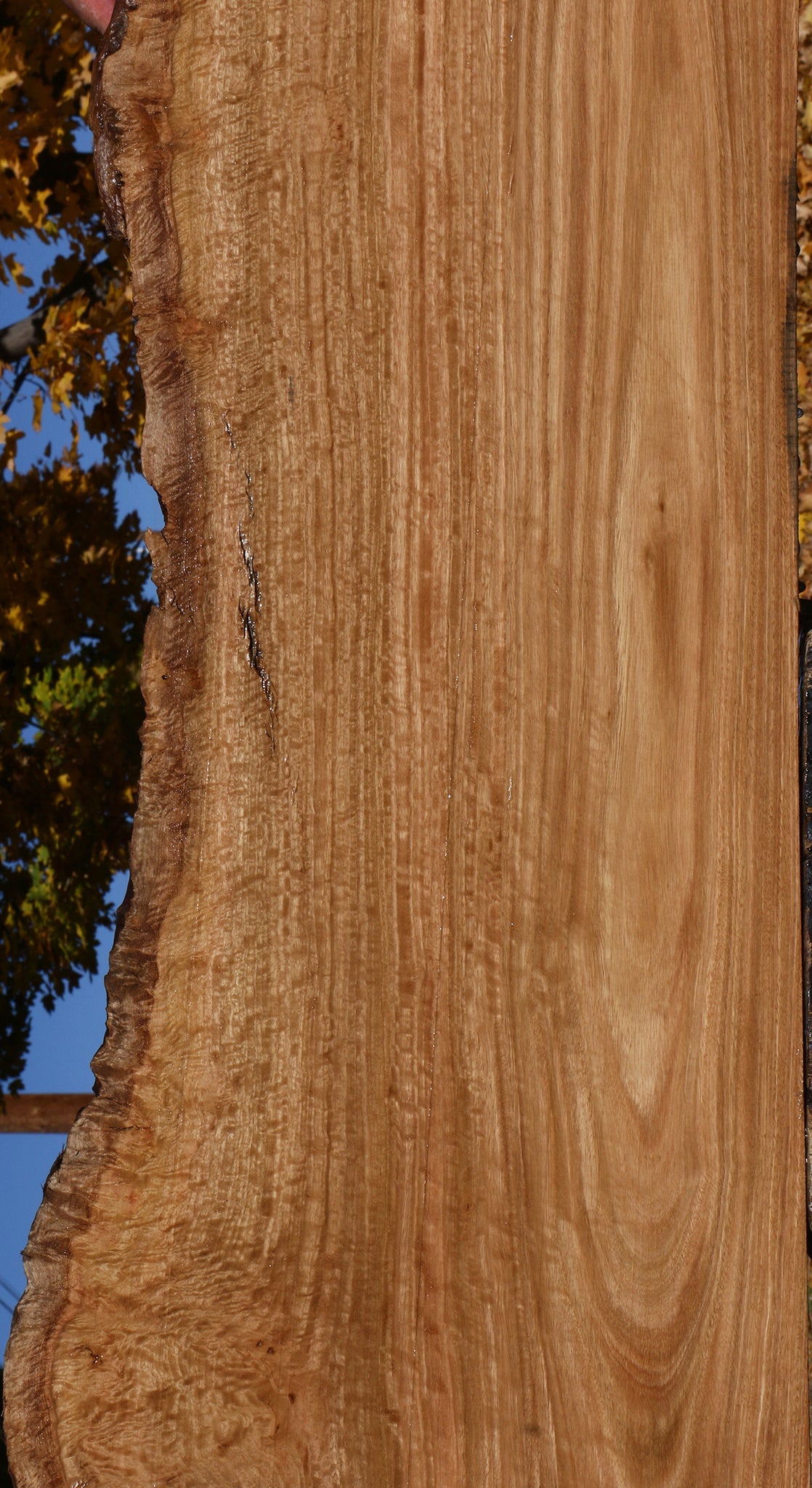 Extra Fancy Pomelle Eucalyptus Live Edge Lumber