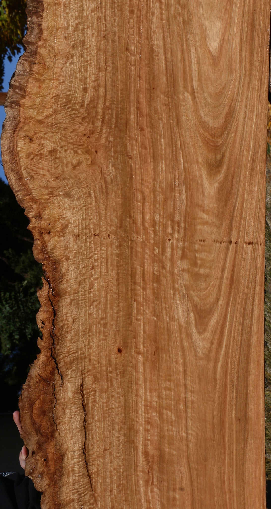 Extra Fancy Pomelle Eucalyptus Live Edge Lumber