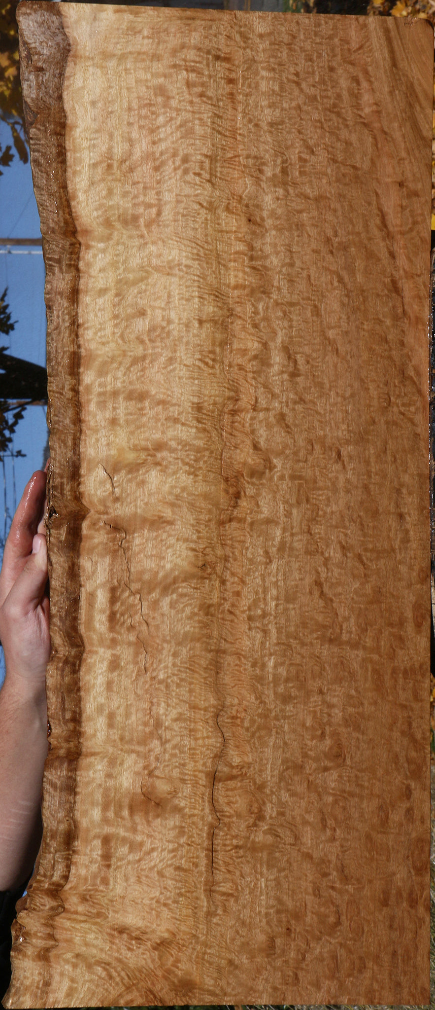 Exhibition Pomelle Eucalyptus Live Edge Lumber