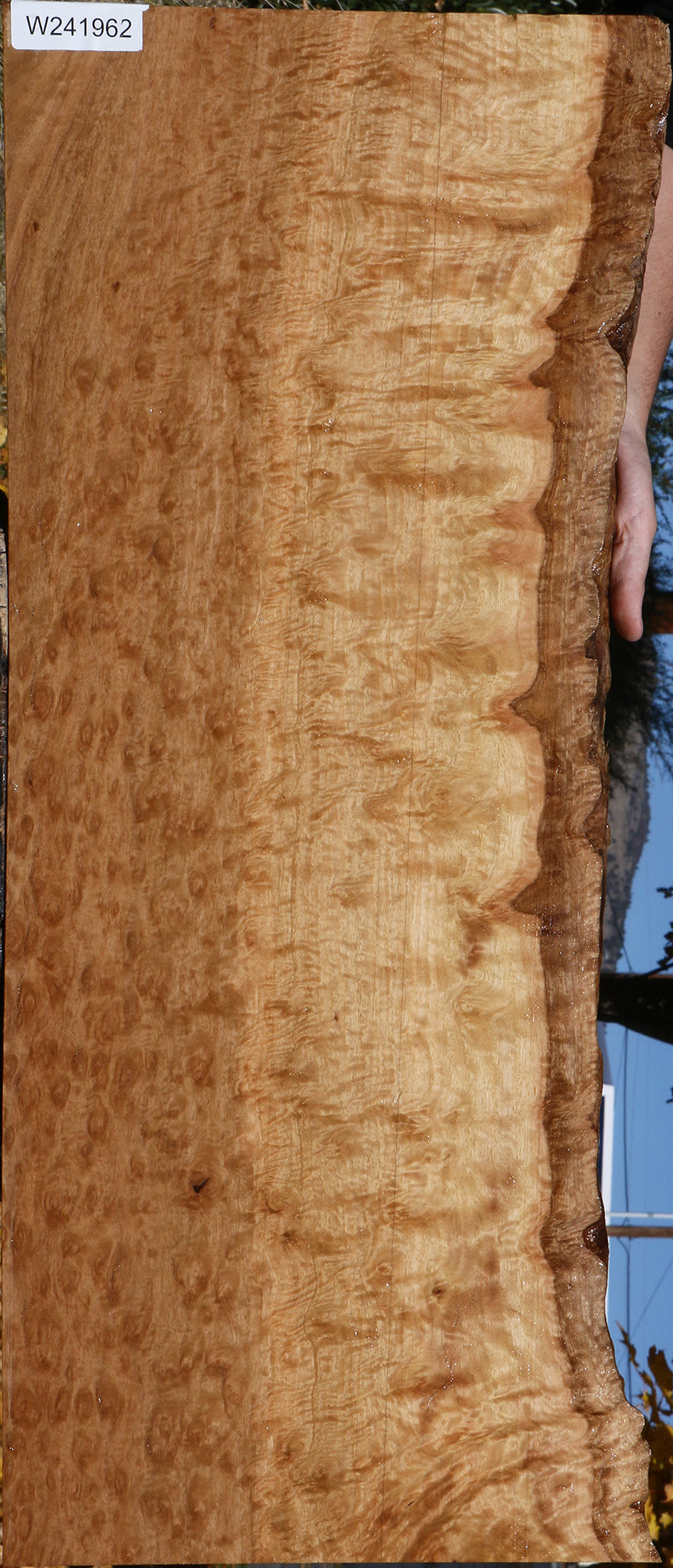 Exhibition Pomelle Eucalyptus Live Edge Lumber