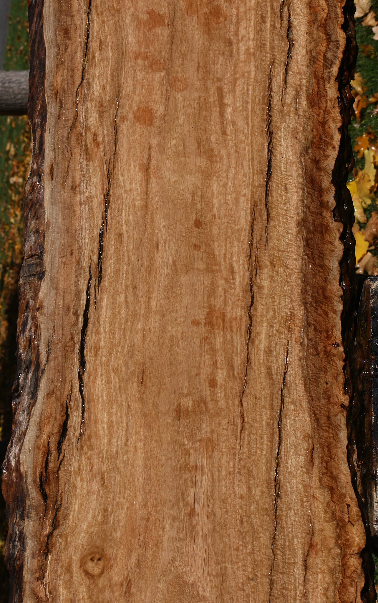 Extra Fancy Pomelle Eucalyptus Live Edge Lumber