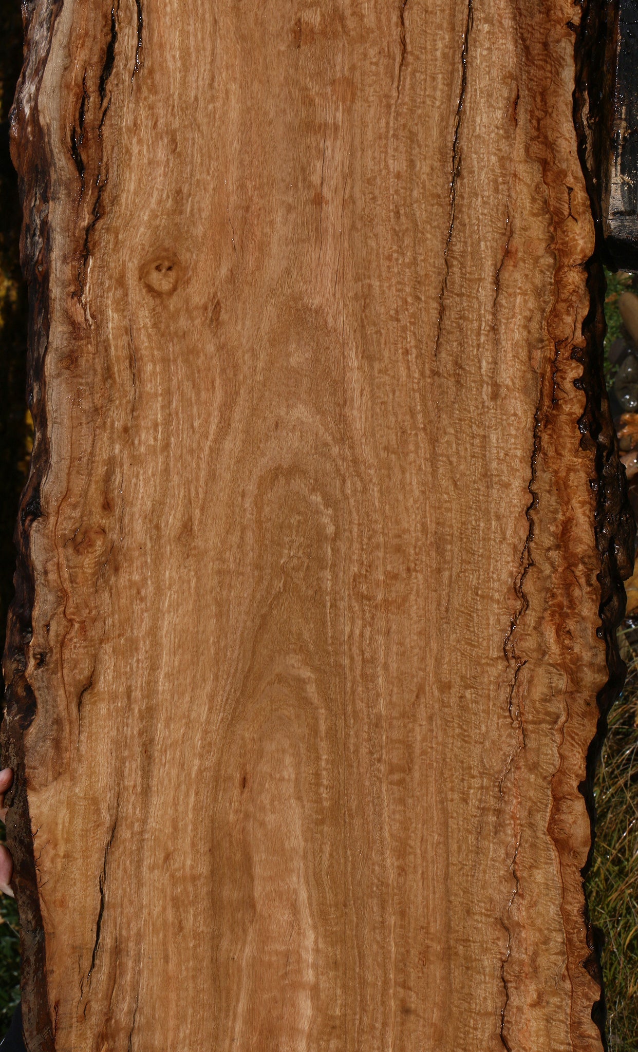 Extra Fancy Pomelle Eucalyptus Live Edge Lumber