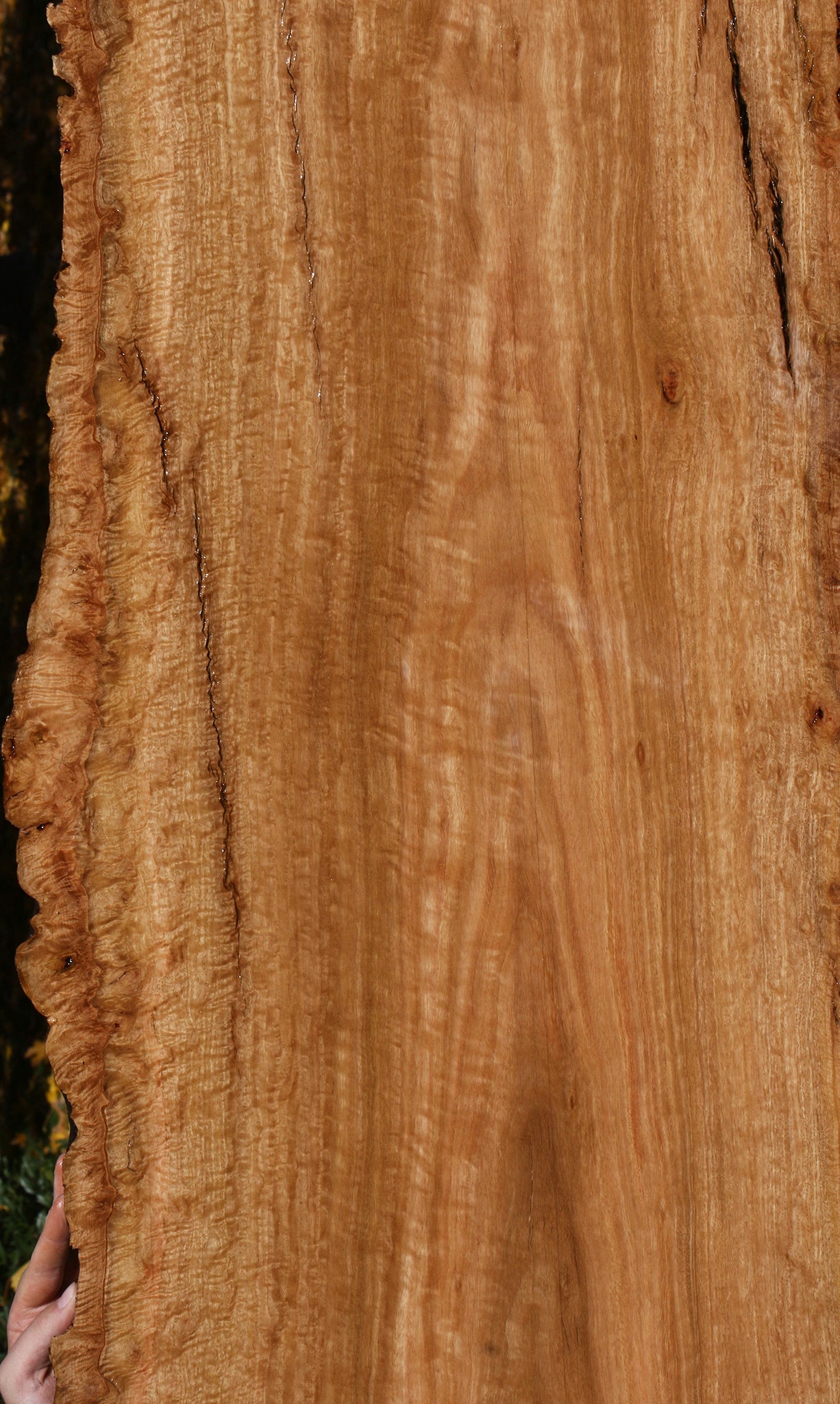 Extra Fancy Pomelle Eucalyptus Live Edge Lumber