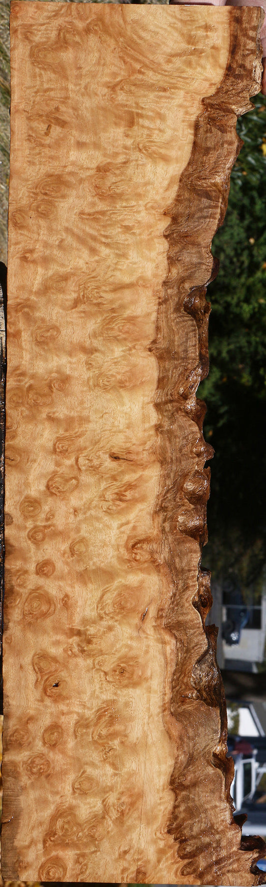 Exhibition Pomelle Eucalyptus Live Edge Lumber