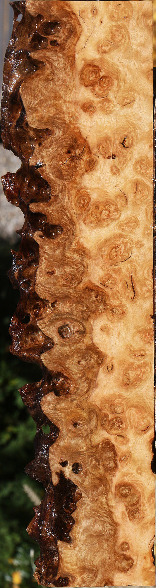 Exhibition Pomelle Eucalyptus Live Edge Lumber