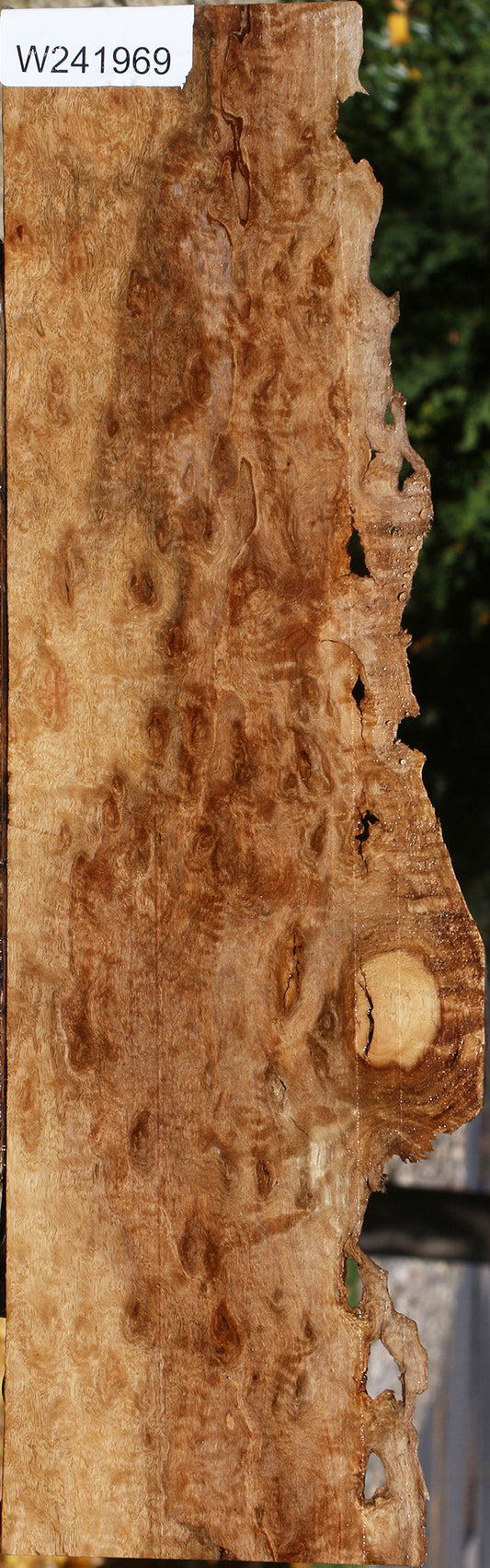 Rustic Pomelle Eucalyptus Live Edge Lumber