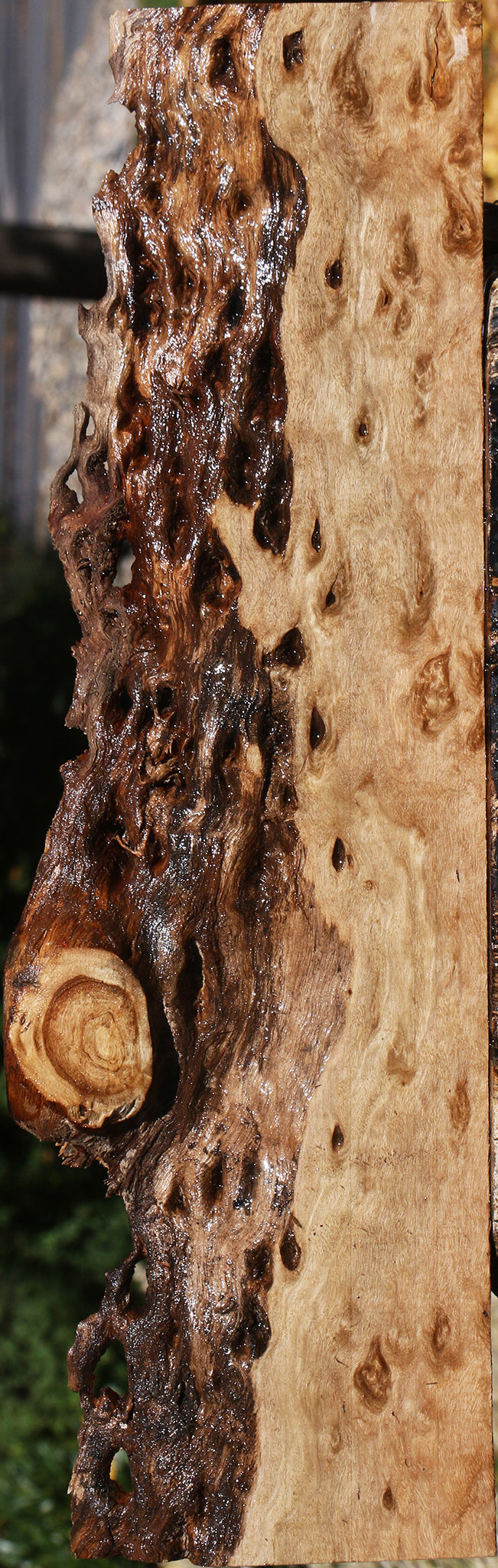 Rustic Pomelle Eucalyptus Live Edge Lumber