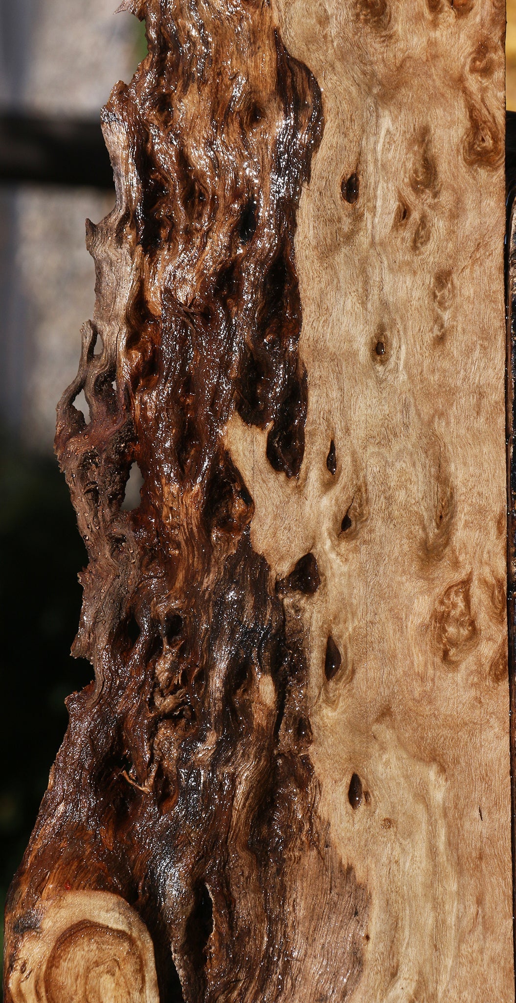 Rustic Pomelle Eucalyptus Live Edge Lumber