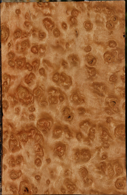 Exhibition Pomelle Eucalyptus Lumber