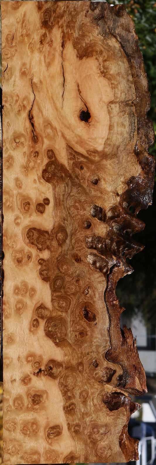 Extra Fancy Pomelle Eucalyptus Live Edge Lumber