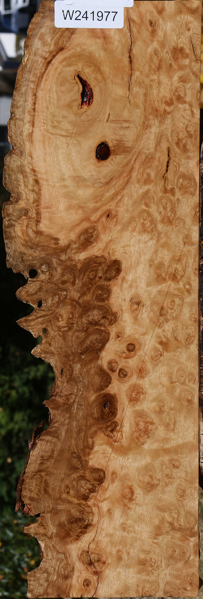 Extra Fancy Pomelle Eucalyptus Live Edge Lumber