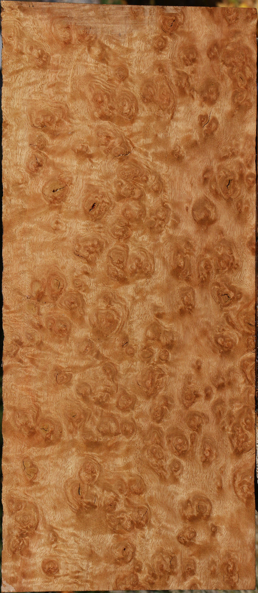 Exhibition Pomelle Eucalyptus Lumber