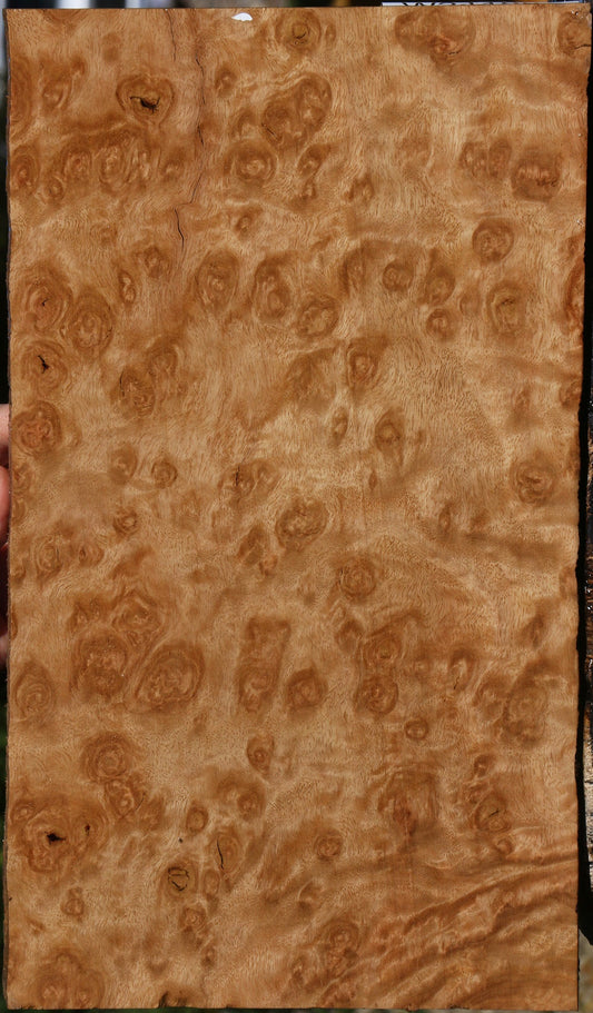 Exhibition Pomelle Eucalyptus Lumber