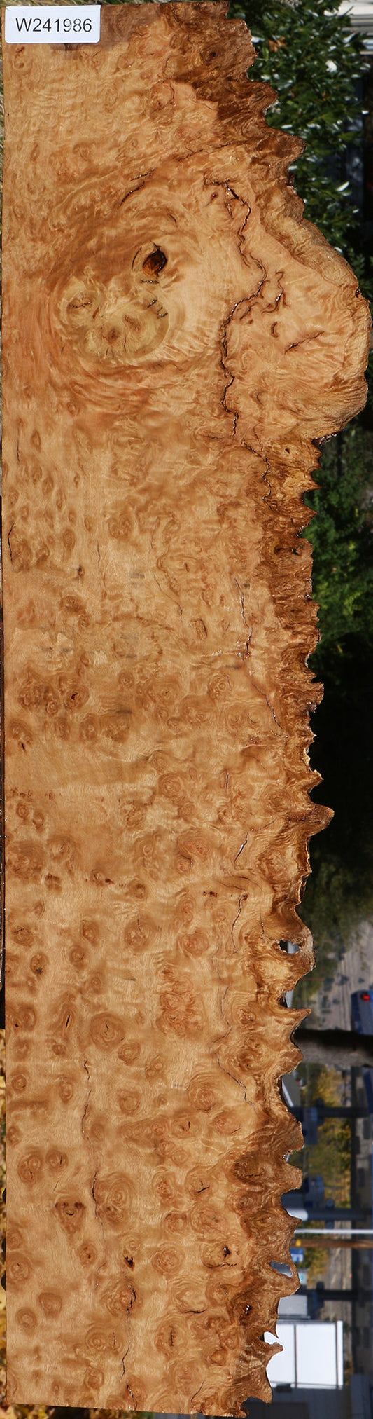 Exhibition Rustic Pomelle Eucalyptus Live Edge Lumber