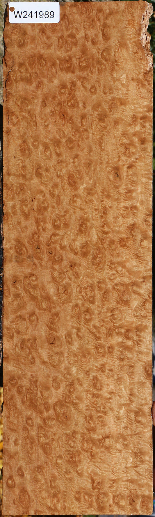 Exhibition Pomelle Eucalyptus Lumber