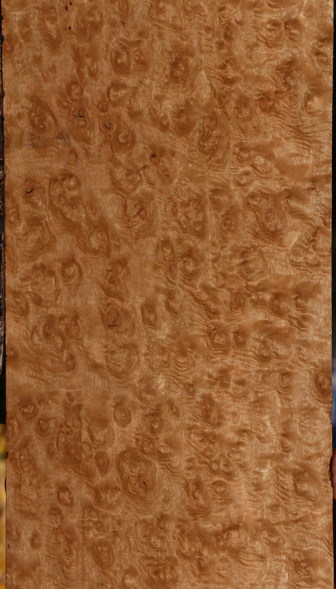 Exhibition Pomelle Eucalyptus Lumber