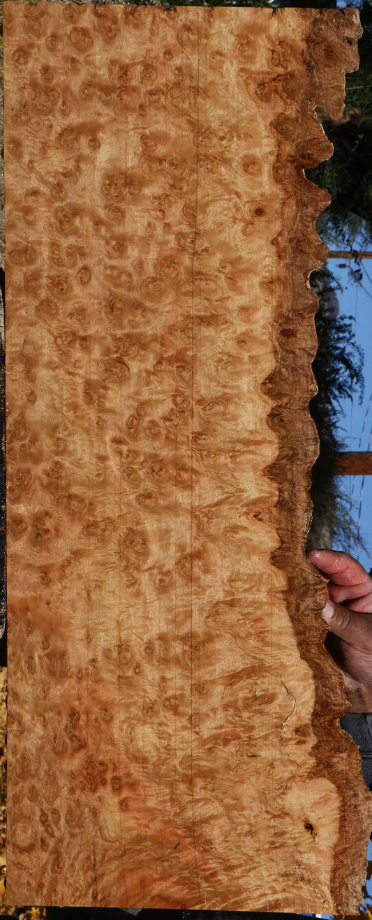 Exhibition Pomelle Eucalyptus Live Edge Lumber