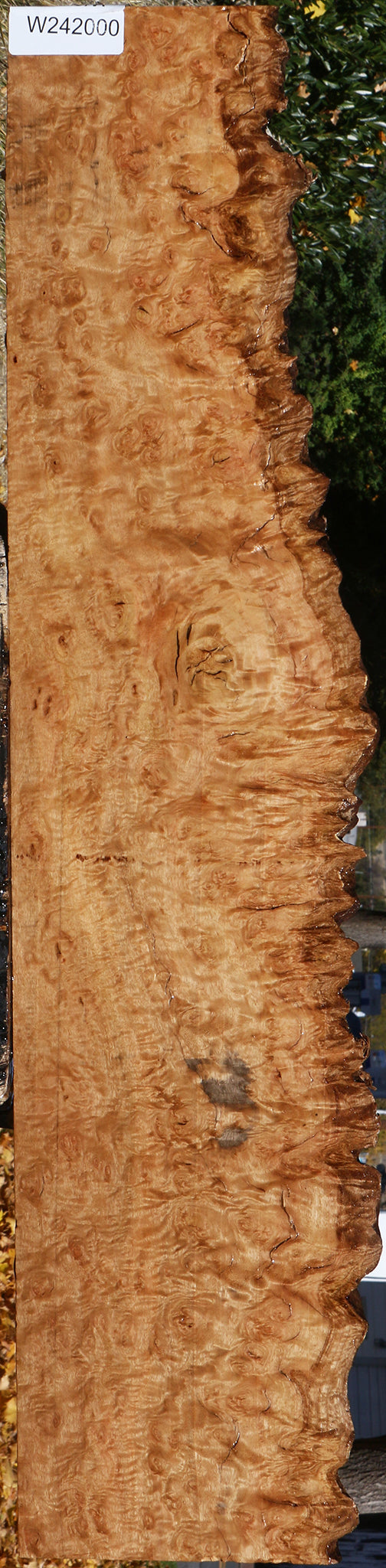 Extra Fancy Pomelle Eucalyptus Live Edge Lumber