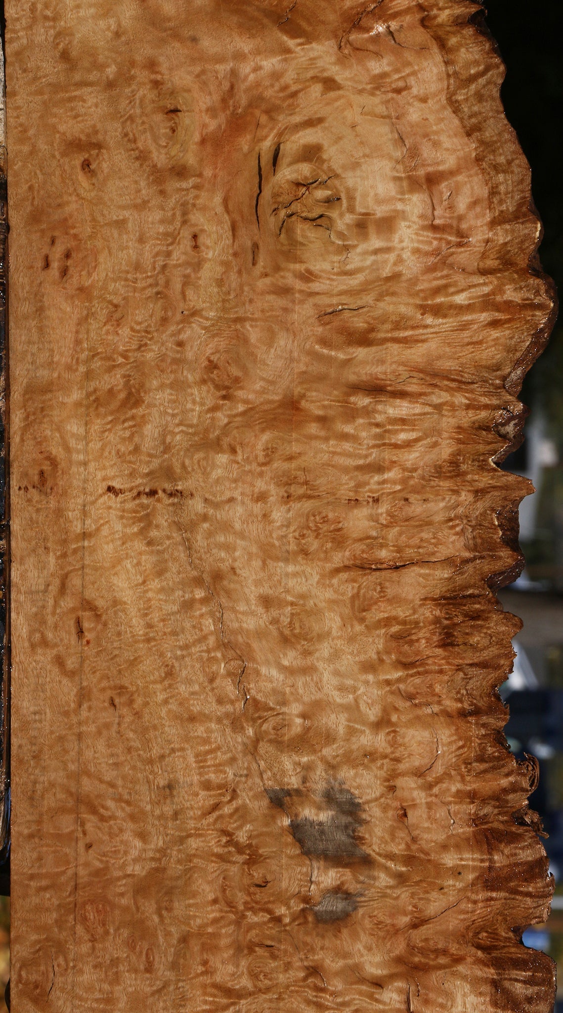 Extra Fancy Pomelle Eucalyptus Live Edge Lumber