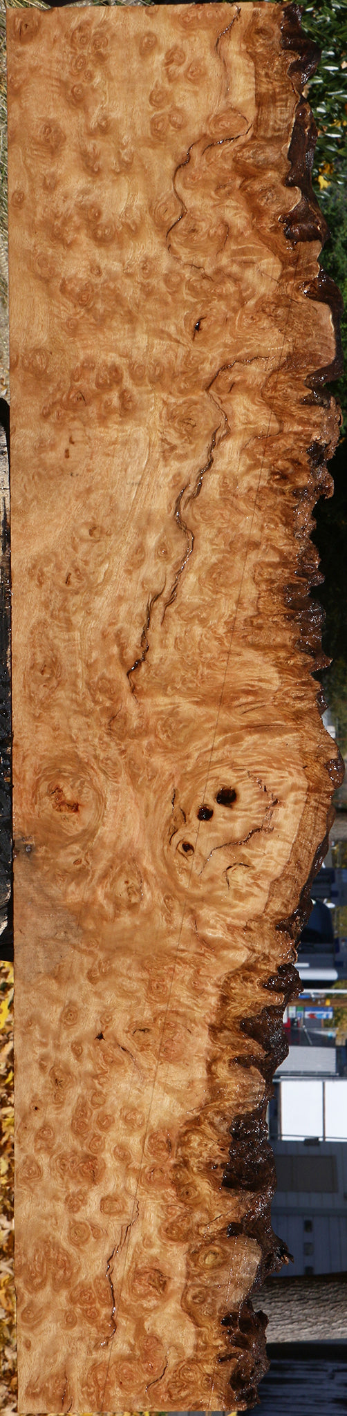 Extra Fancy Pomelle Eucalyptus Live Edge Lumber