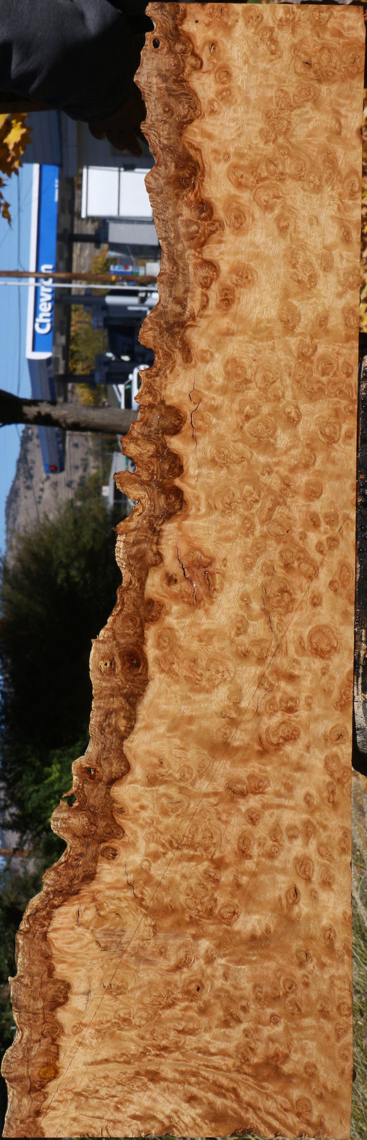 Exhibition Pomelle Eucalyptus Live Edge Lumber