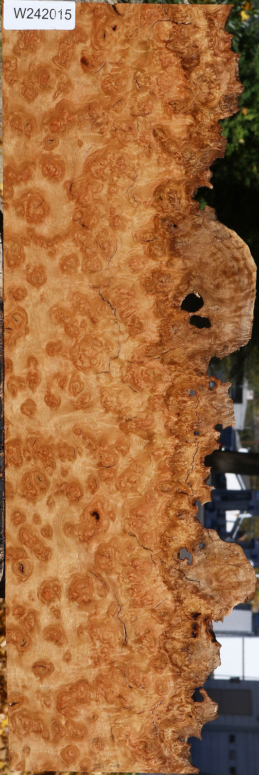 Exhibition Rustic Pomelle Eucalyptus Live Edge Lumber