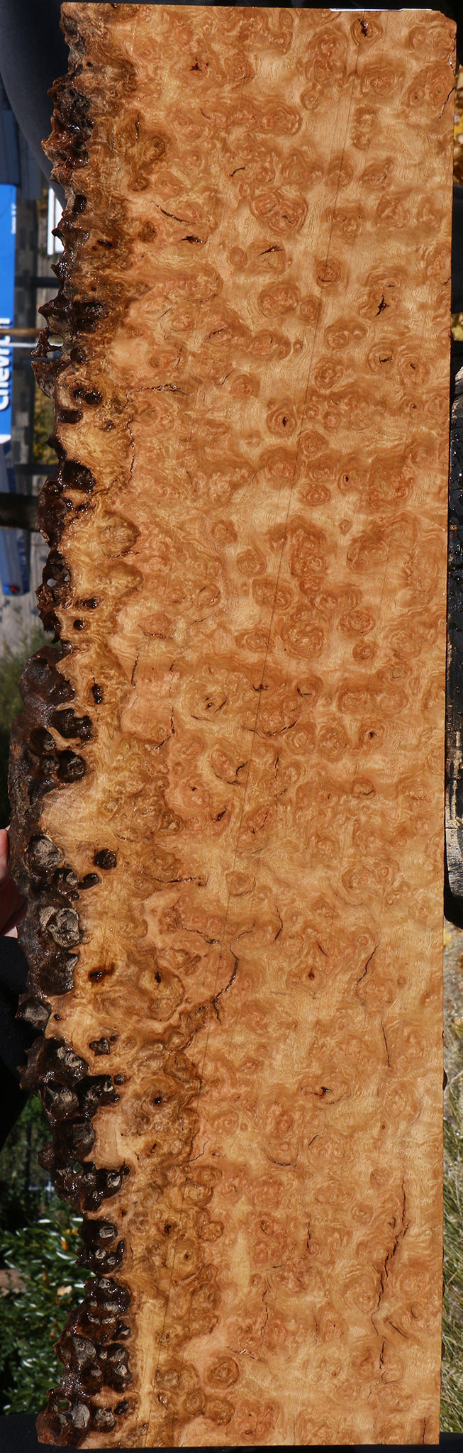 Exhibition Rustic Pomelle Eucalyptus Live Edge Lumber