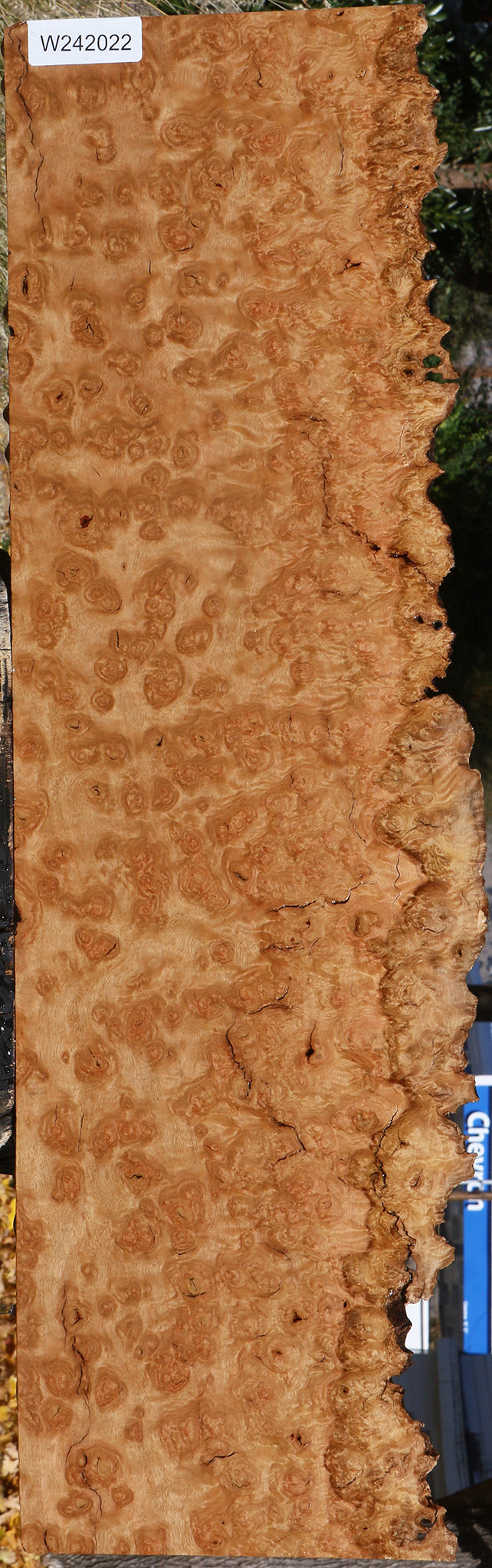 Exhibition Rustic Pomelle Eucalyptus Live Edge Lumber