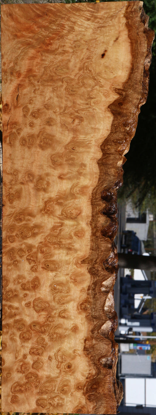 Exhibition Pomelle Eucalyptus Live Edge Lumber