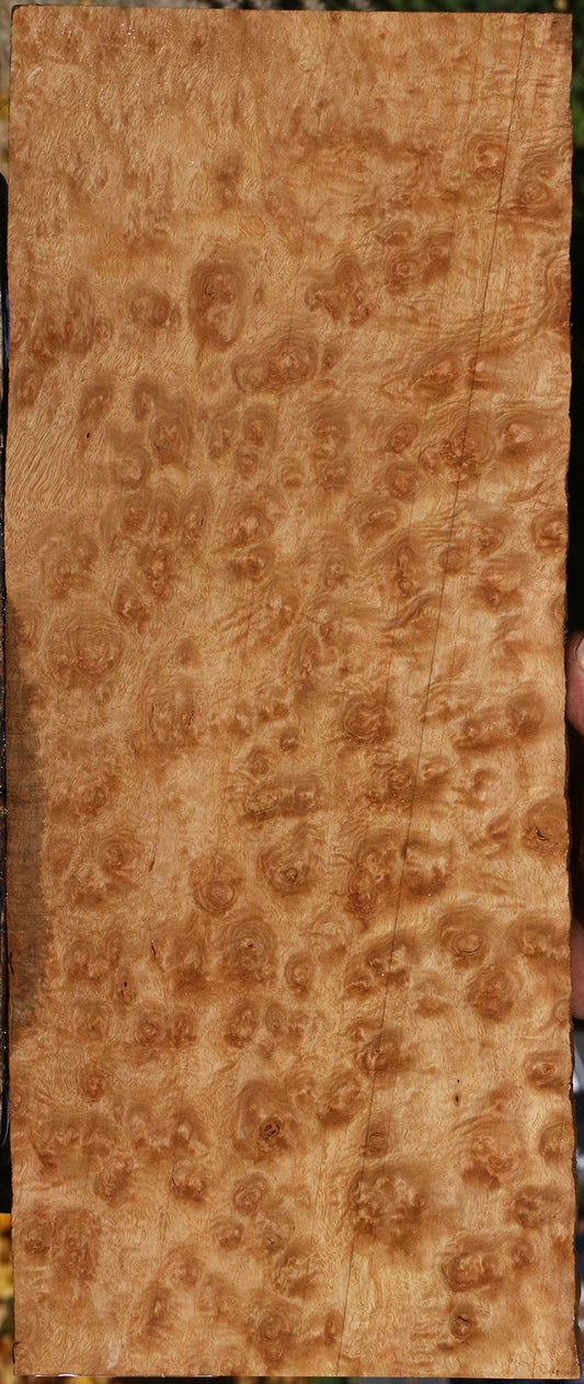 Exhibition Pomelle Eucalyptus Lumber