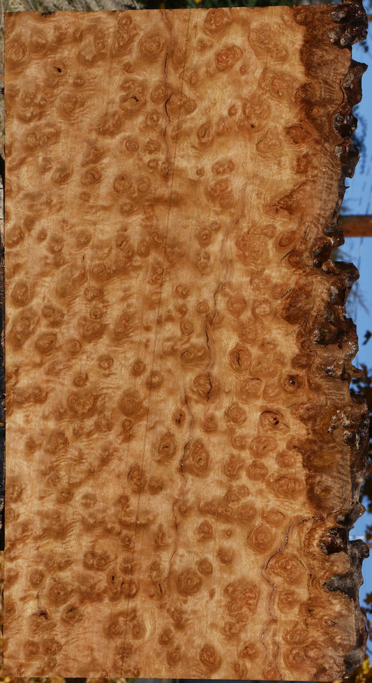 Exhibition Pomelle Eucalyptus Live Edge Lumber