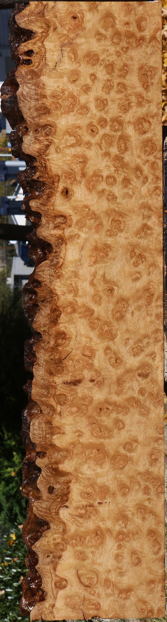 Exhibition Pomelle Eucalyptus Live Edge Lumber