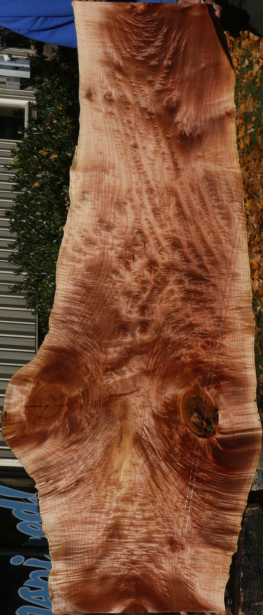 AAA Quilted Maple Live Edge Slab  (Free Shipping Excluded)