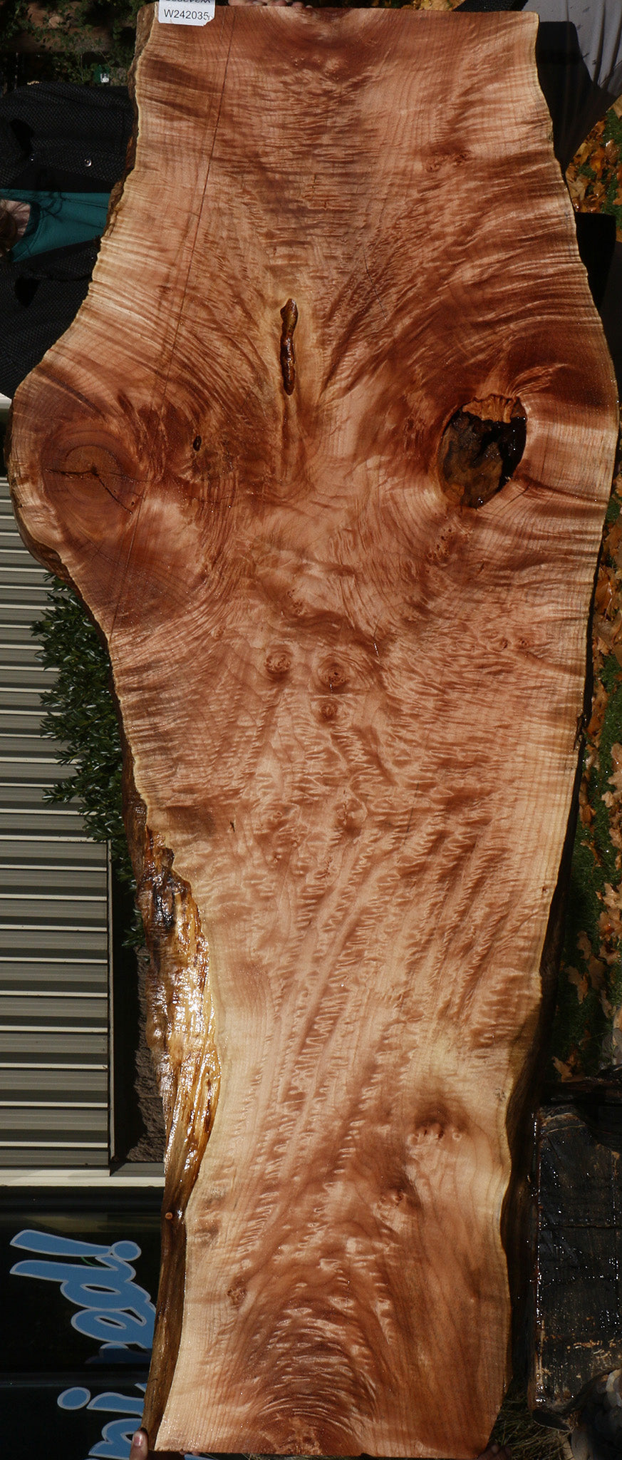 AAA Quilted Maple Live Edge Slab  (Free Shipping Excluded)