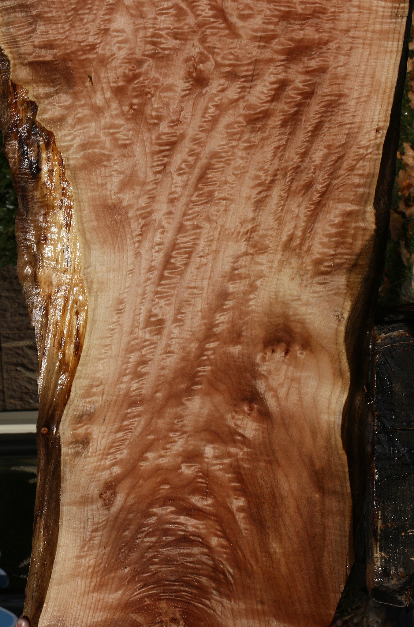 AAA Quilted Maple Live Edge Slab  (Free Shipping Excluded)